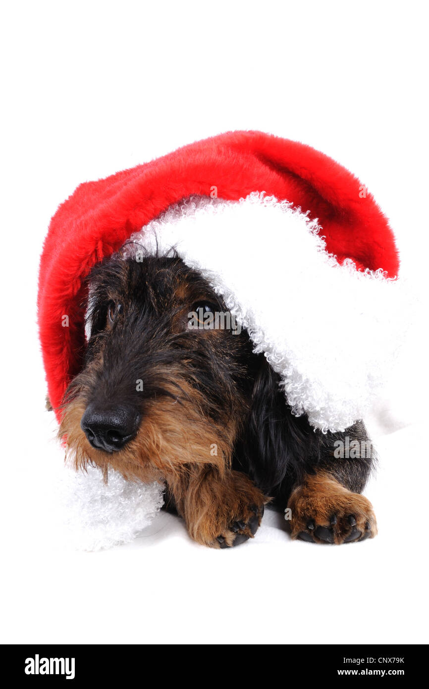 Rauhaar Dackel, Rauhhaar Dackel, Haushund (Canis Lupus F. Familiaris), mit roter Weihnachtsmütze Stockfoto