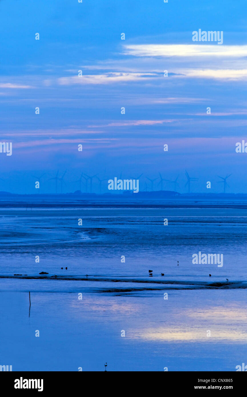 Dauerbrache im Dollart im Abendlicht, Rheiderland, Ostfriesland, Niedersachsen, Deutschland Stockfoto