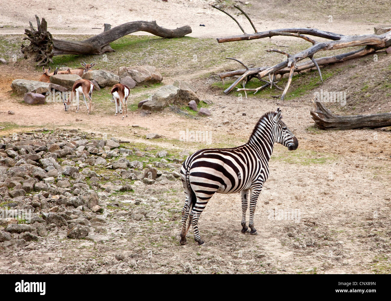 Böhm Zebra, Grant Zebra (Equus Quagga Boehmi, Equus Quagga Granti), Zebra ein Springbock im zoo Stockfoto