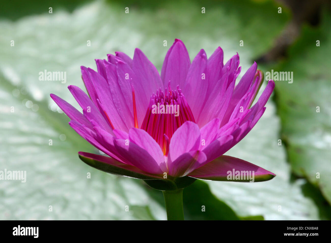 Rote Seerose Stockfoto