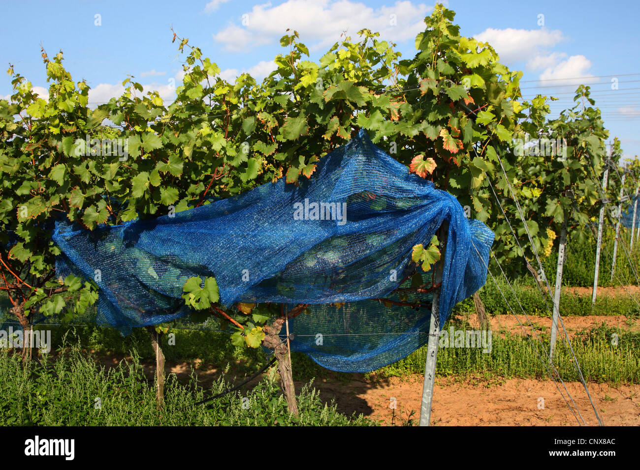 Rebe, Weinrebe (Vitis Vinifera), Weinstöcke mit Vogel Schutznetz, Deutschland Stockfoto