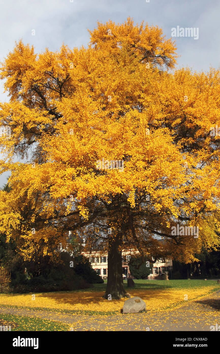 Ginkgo Biloba Baum Herbst Stockfotos und bilder Kaufen Alamy
