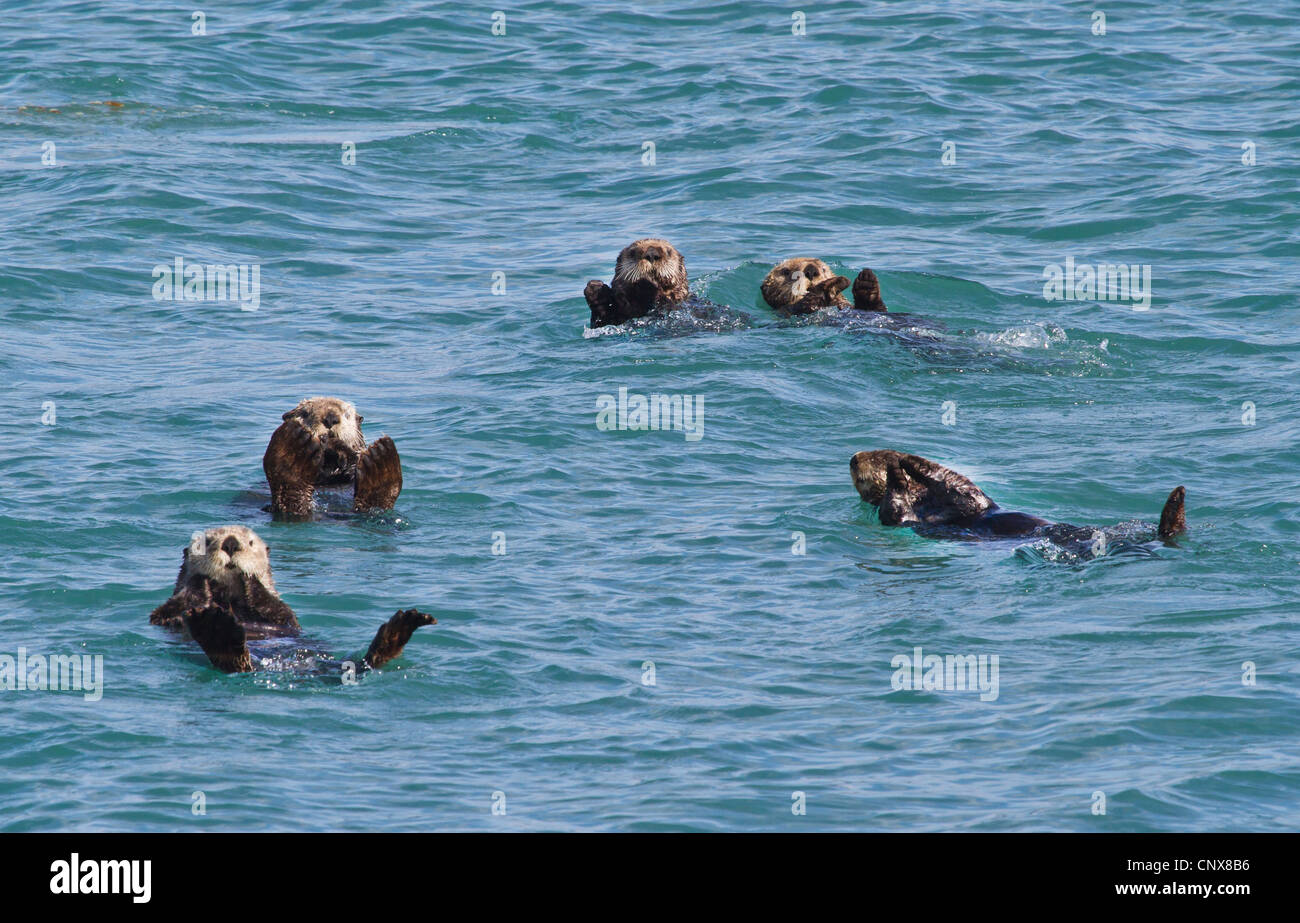 Seeotter (Enhydra Lutris), Gruppe schwimmen auf dem Rücken, USA, Alaska, Glacier Bay Nationalpark Stockfoto