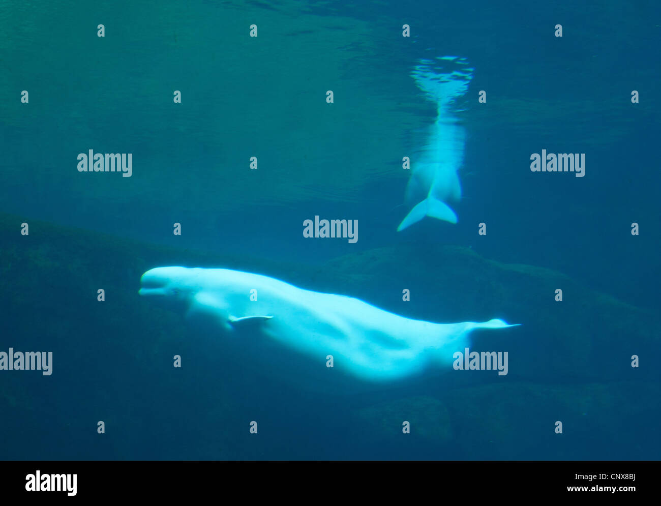 Weißwal (Delphinapterus Leucas), Beluga Unterwasser Aufnahme von zwei Tieren, Kanada Stockfoto