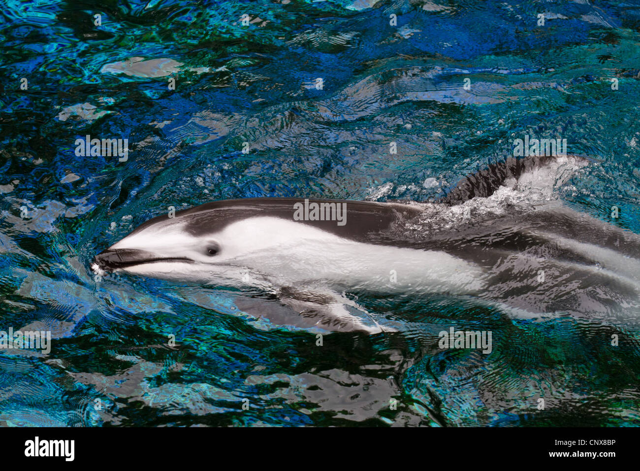 Pacific weiß-seitig Delphinschwimmen (Lagenorhynchus Obliquidens), an der Wasseroberfläche, Kanada Stockfoto