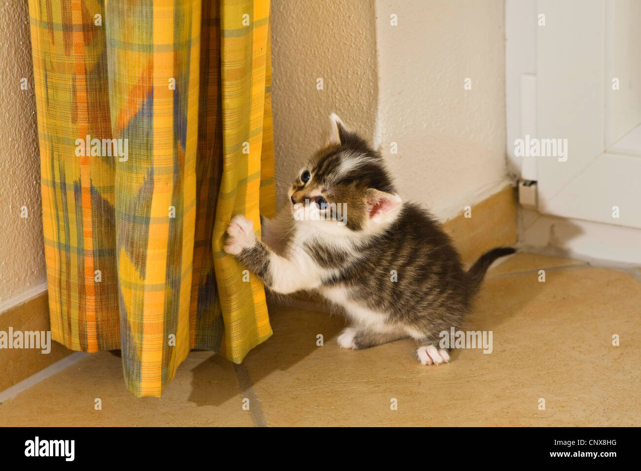 Hauskatze, Hauskatze (Felis Silvestris F. Catus) Kätzchen mit seinen Krallen in einer curtin Stockfoto