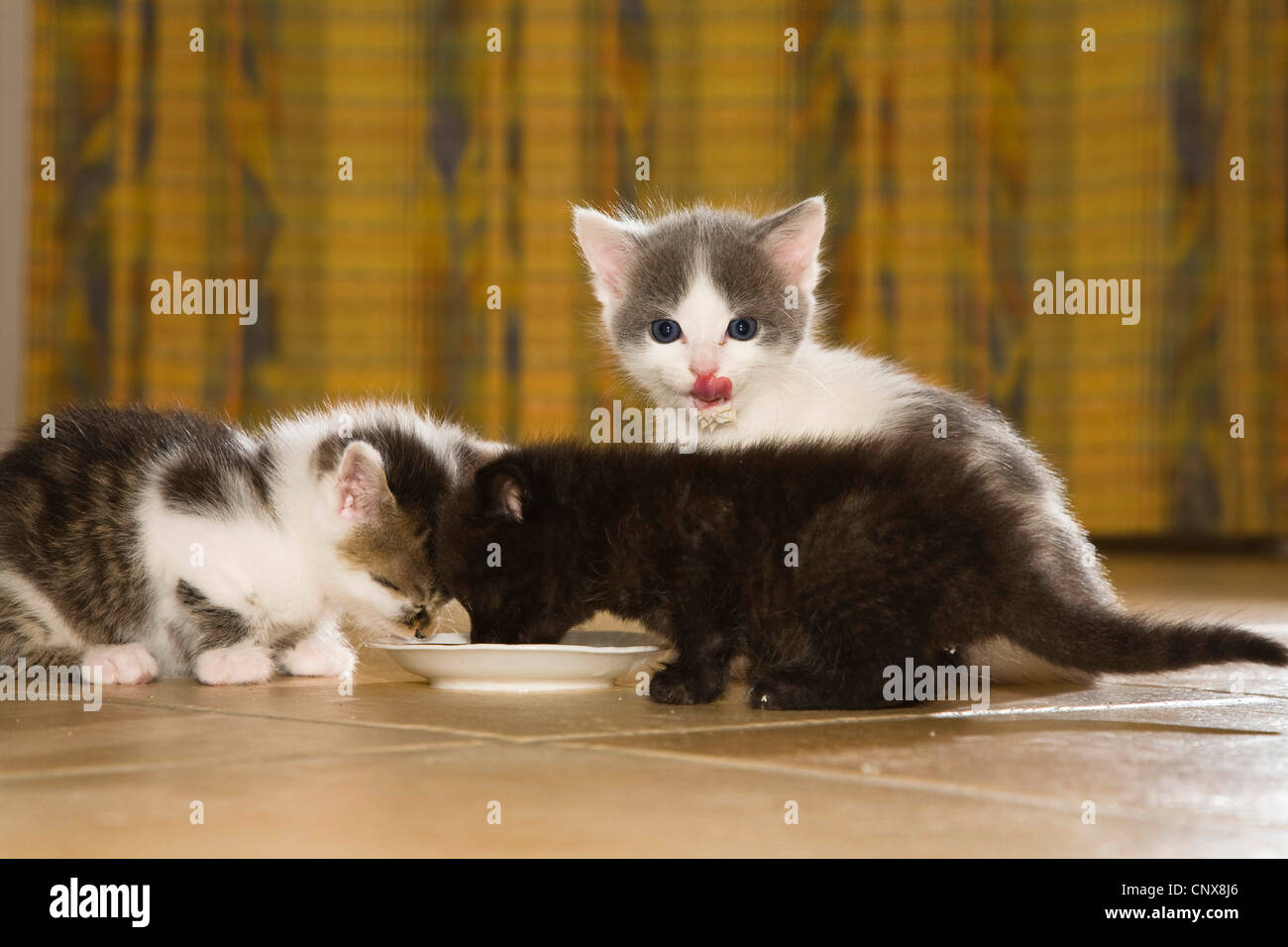 Katze futternapf Fotos und Bildmaterial in hoher Auflösung Alamy