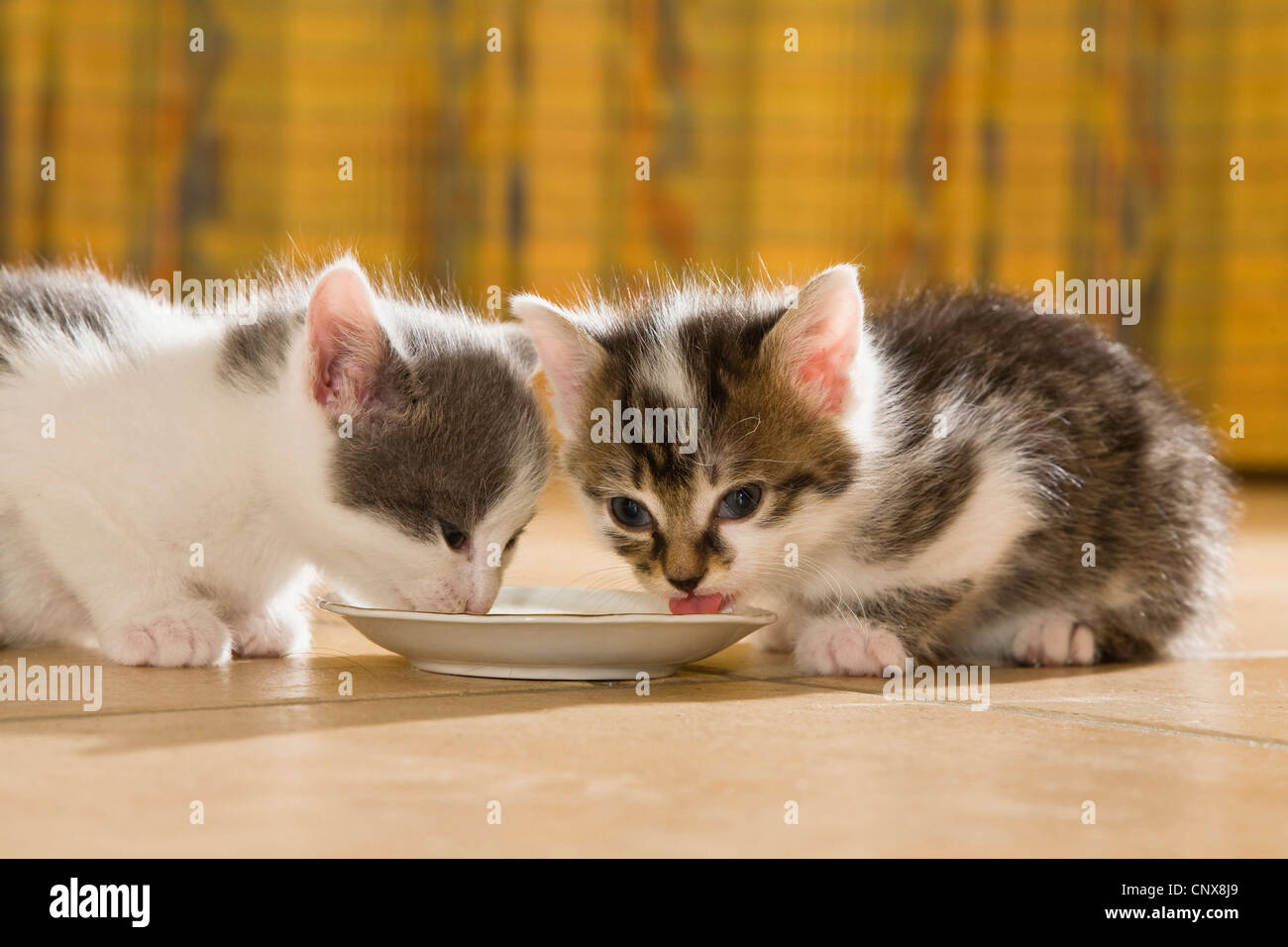 Hauskatze, Hauskatze (Felis Silvestris F. Catus), zwei Kätzchen in den Futternapf Stockfoto