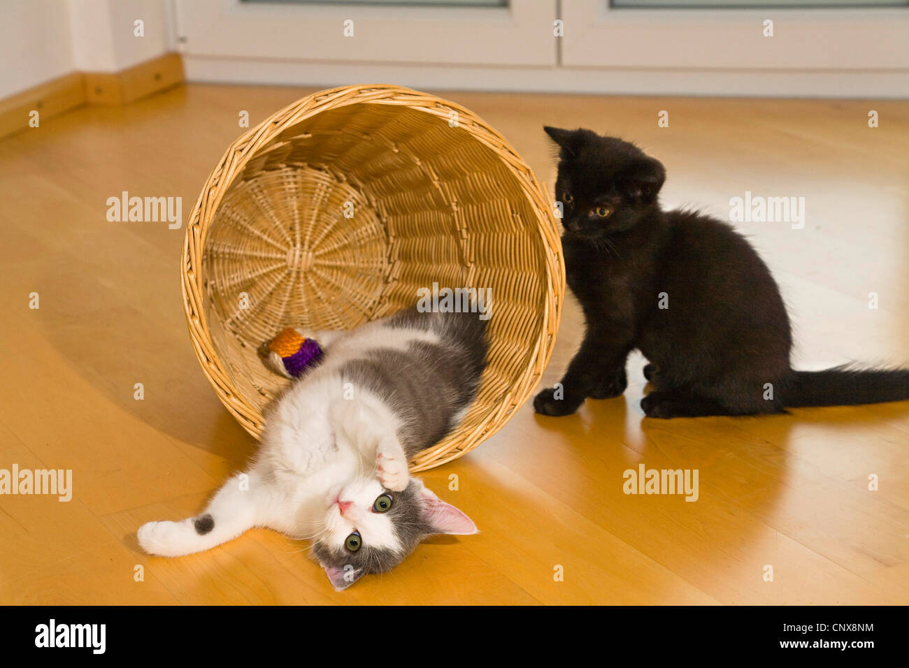 Hauskatze, Hauskatze (Felis Silvestris F. Catus), junge Hauskatzen spielen mit Papierkorb Stockfoto