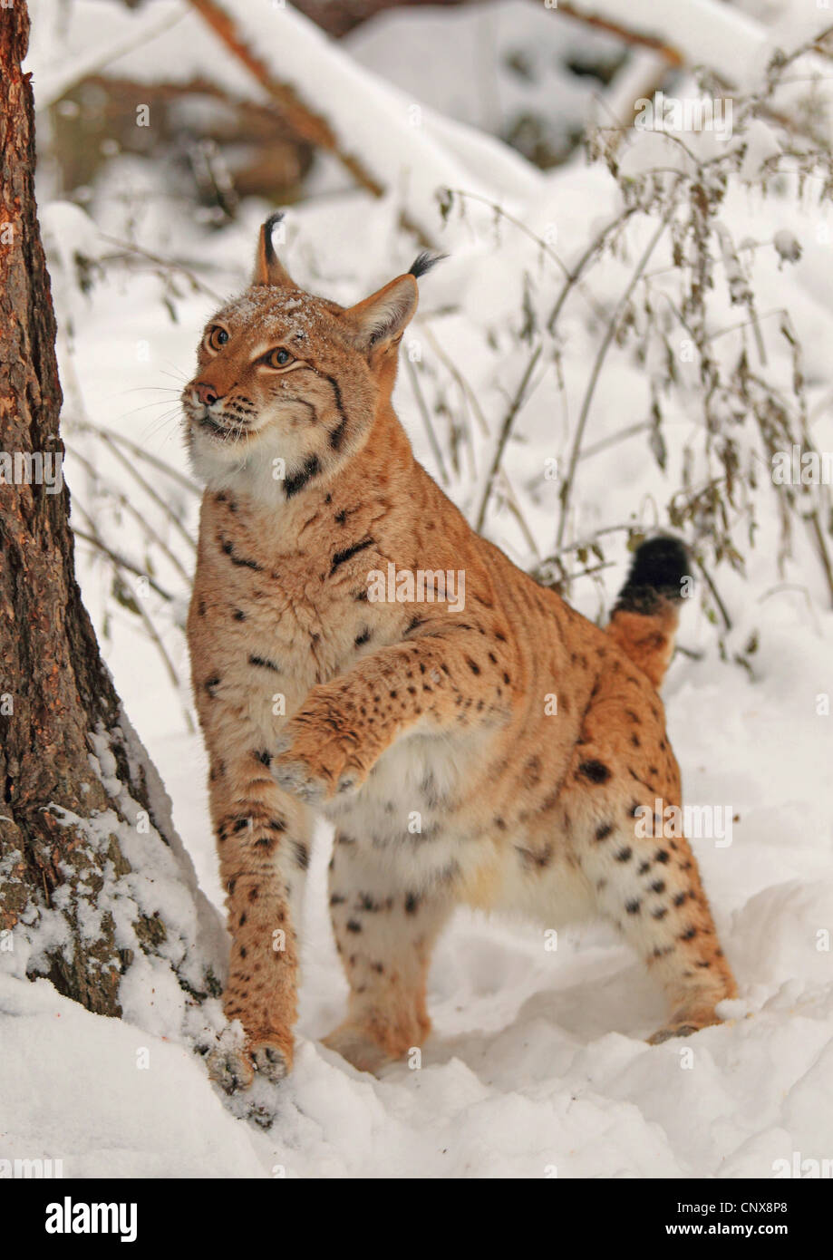 Eurasischer Luchs (Lynx Lynx), im tiefen Schnee an einem Baumstamm, Deutschland, Sachsen Stockfoto