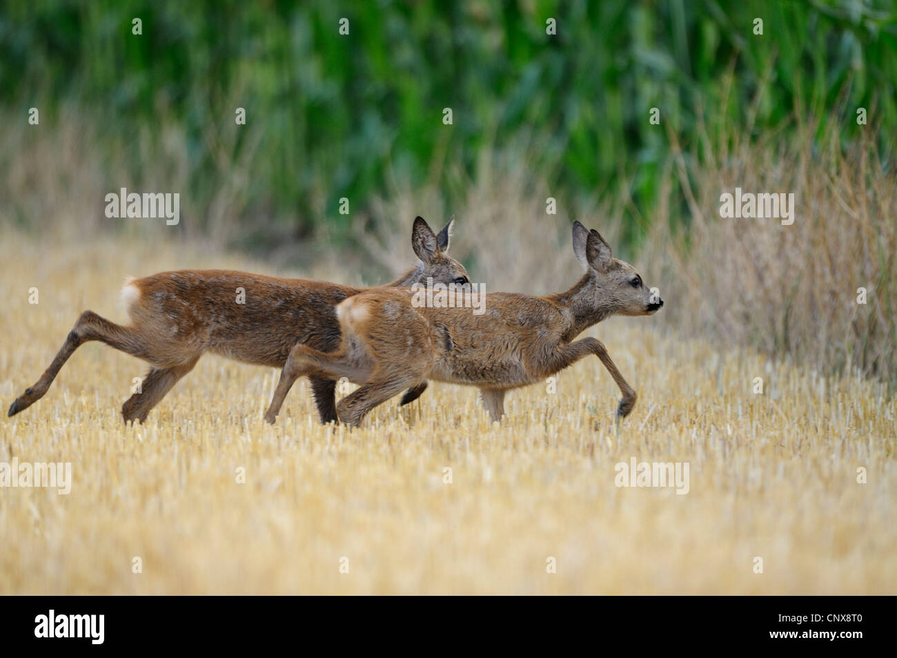 Reh (Capreolus Capreolus), zwei Hirsche laufen über ein Stoppelfeld, Deutschland Stockfoto