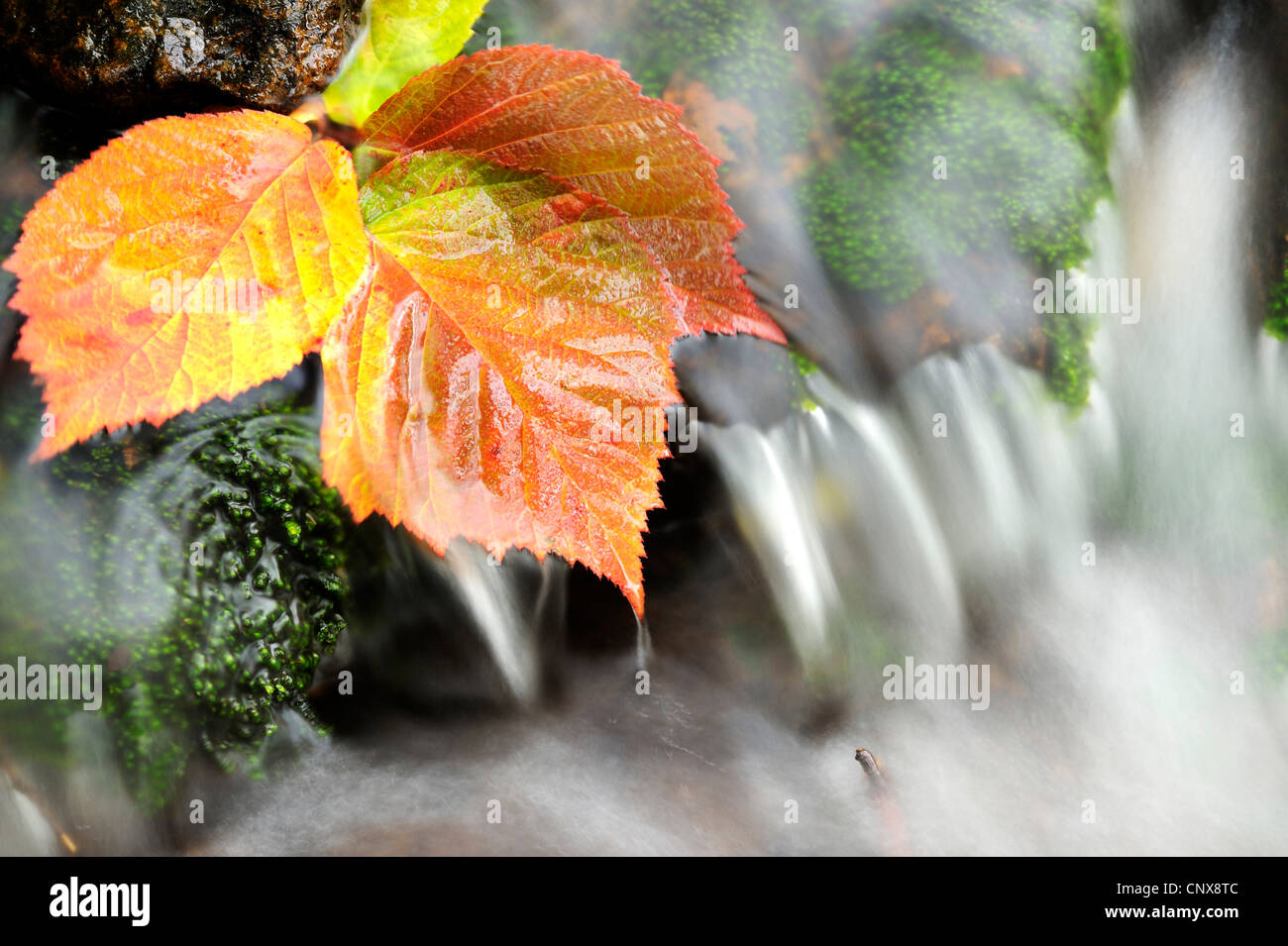 Herbst Blatt zu einer Mountain Creek, Deutschland, Bayern, Nationalpark Bayerischer Wald Stockfoto