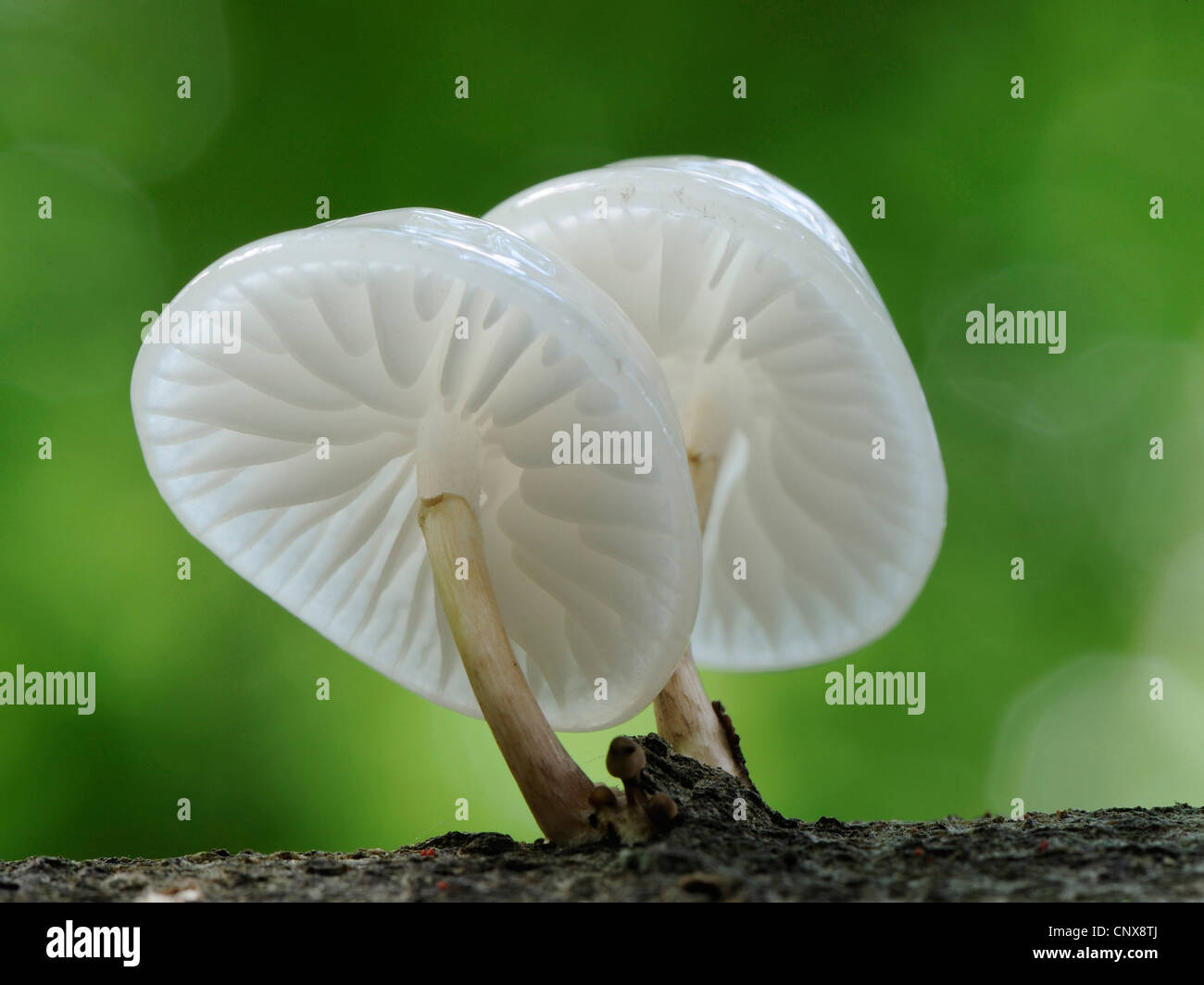 Porzellan-Pilz (Oudemansiella Mucida), zwei Fruchtkörper auf Buche Stamm, Deutschland, Nordrhein-Westfalen Stockfoto