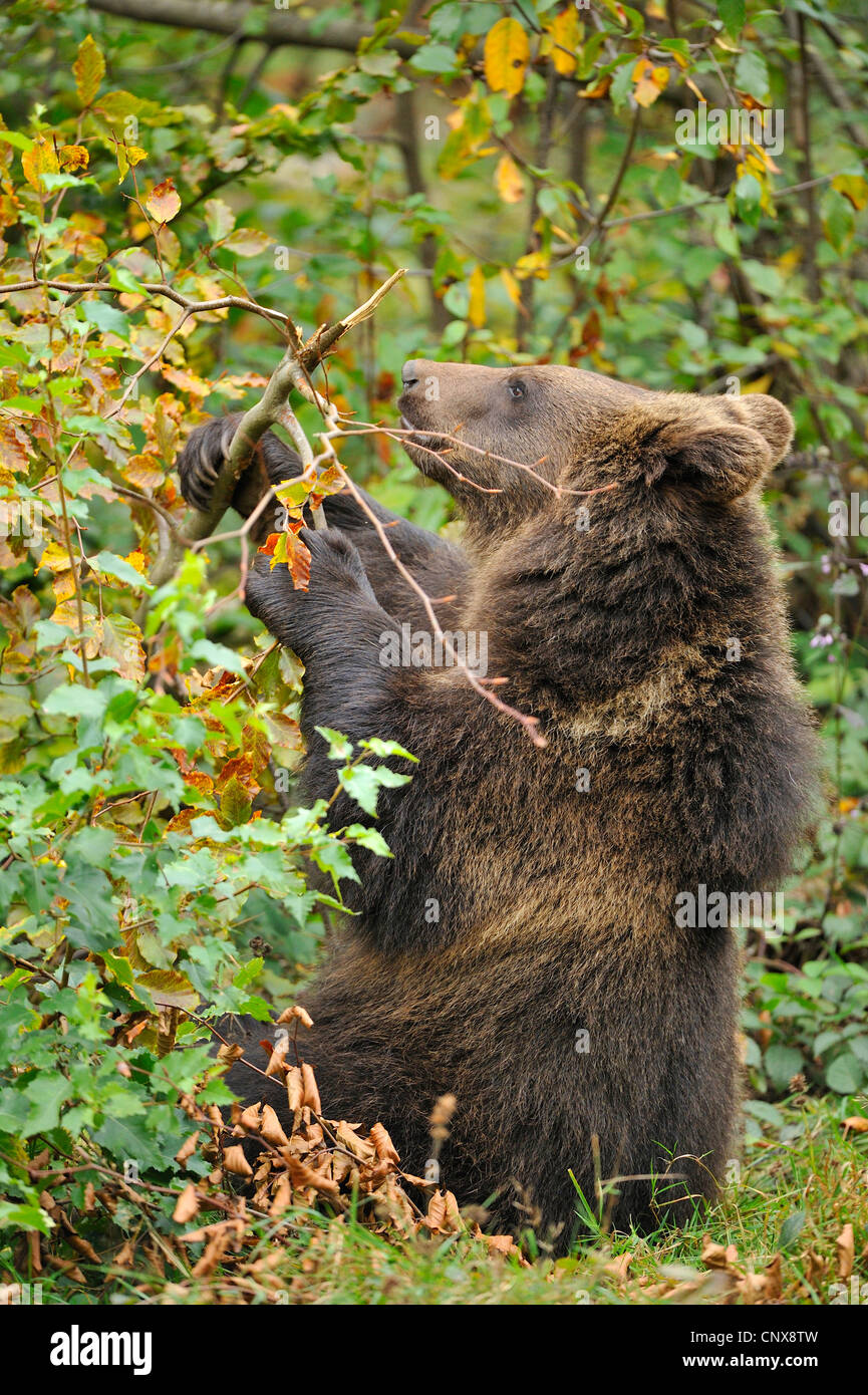 Braunbär (Ursus Arctos), sitzen auf dem Boden, die Fütterung auf einem Zweig, Deutschland, Bayern, Nationalpark Bayerischer Wald Stockfoto