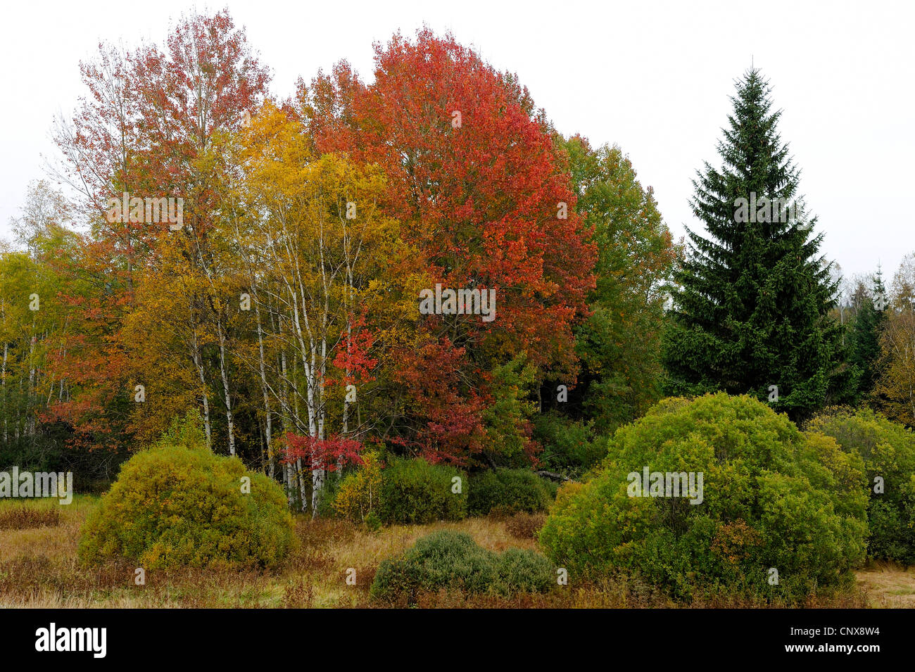 grünes Band am ehemaligen inneren deutschen Grenze, Deutschland, Bayern, Nationalpark Bayerischer Wald Stockfoto
