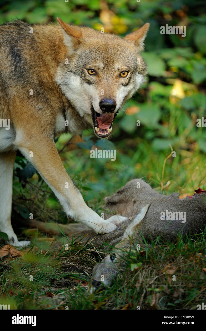 Europäische graue Wolf (Canis Lupus Lupus), Fütterung auf Hirsche, Deutschland, Bayern, Nationalpark Bayerischer Wald Stockfoto