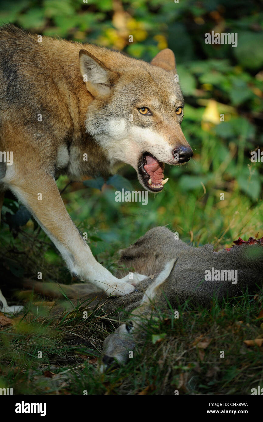 Europäische graue Wolf (Canis Lupus Lupus), Fütterung auf Hirsche, Deutschland, Bayern, Nationalpark Bayerischer Wald Stockfoto