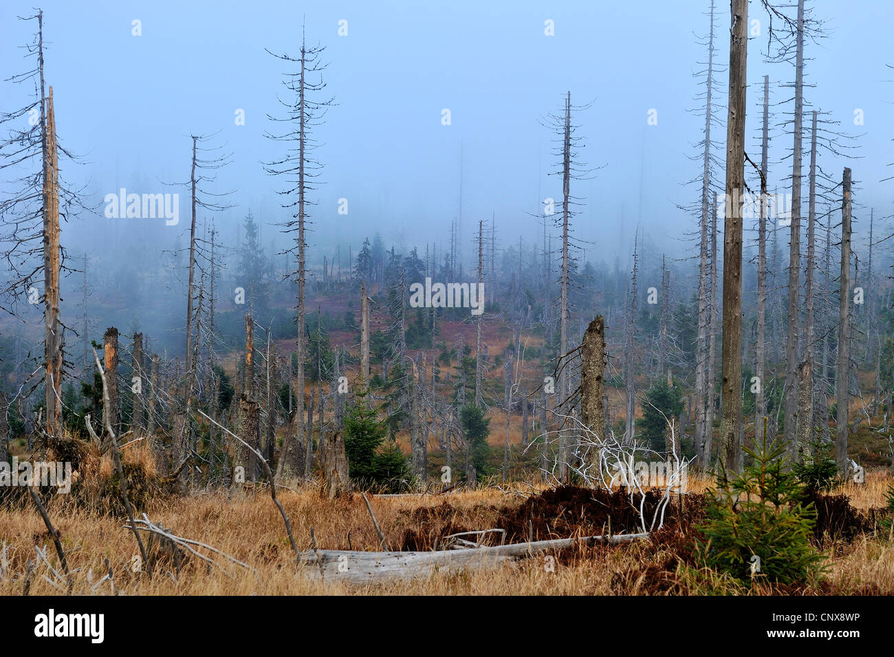 schwer beschädigt Bergwald auf der Boehmweg am Berg Lusen, Deutschland, Bayern, Nationalpark Bayerischer Wald Stockfoto
