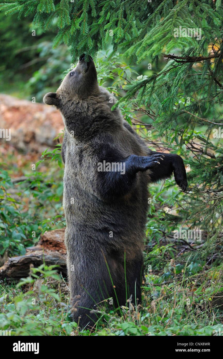 Braunbär (Ursus Arctos), Holzkreuz auf den Hinterbeinen stehen, um feed von einer Fichte, Deutschland, Bayern, Nationalpark Bayerischer Wald Stockfoto