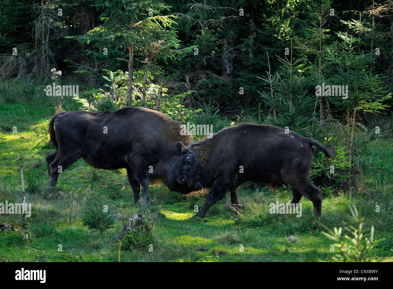 Europäische Bison, Wisent (Bison Bonasus), zwei Kampfstiere, Deutschland Stockfoto