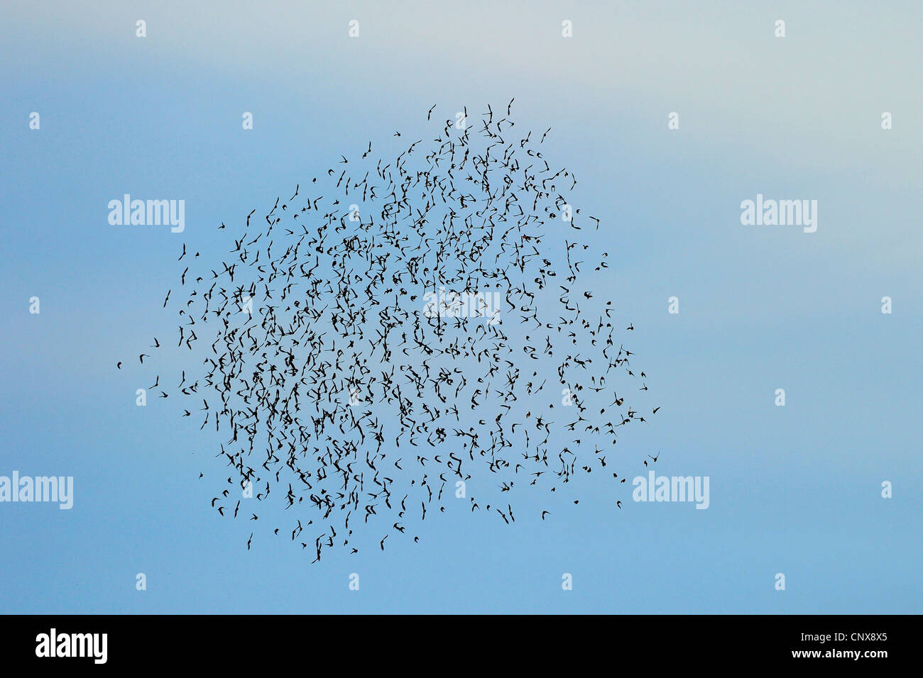 gemeinsamen Star (Sturnus Vulgaris), eine Herde von Stare in den Himmel, Deutschland, Mecklenburg-Vorpommern Stockfoto