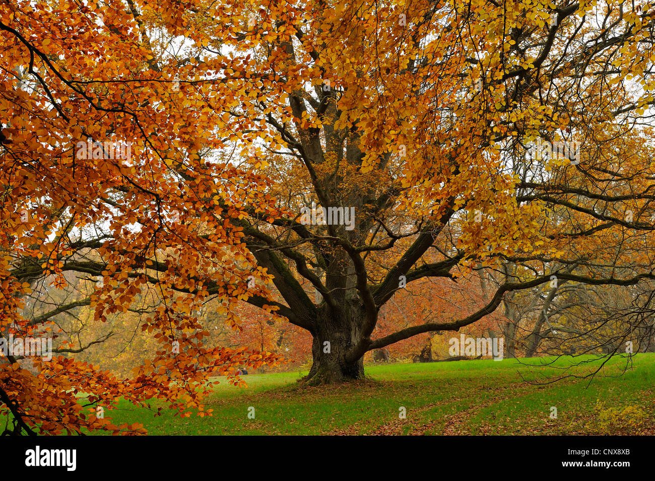 Rotbuche (Fagus Sylvatica), Buche im Herbst in einem Park, Deutschland, Mecklenburg-Vorpommern, Rügen Stockfoto