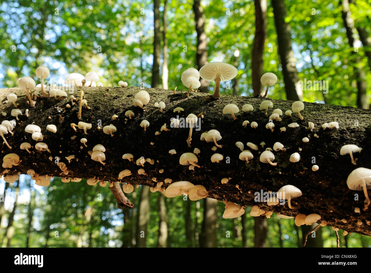 Porzellan-Pilz (Oudemansiella Mucida), eine Gruppe von Pilzen im Herbst Wald, Deutschland, Nordrhein-Westfalen Stockfoto