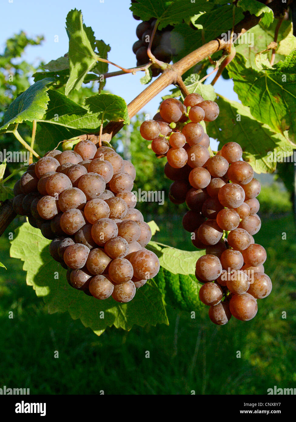 Trauben im Weinberg im Herbst. NICHT verfügbar für den Einsatz im KALANDER, Deutschland, Rheinland Pfalz, Siebeldingen Stockfoto