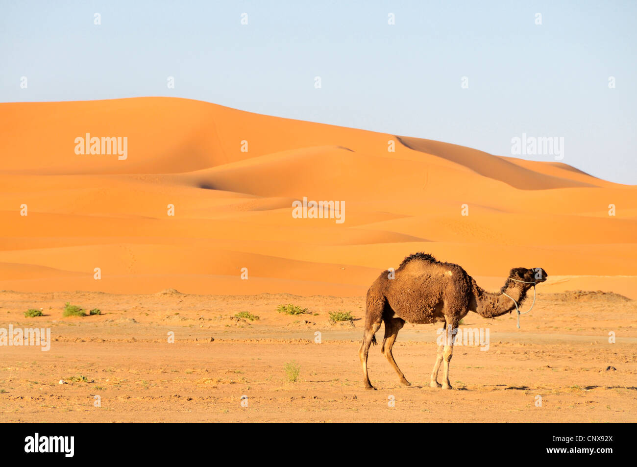 Dromedar, einen buckligen Kamel (Camelus Dromedarius), stehen in der Wüste Erg Chebbi, Marokko, Sahara Stockfoto