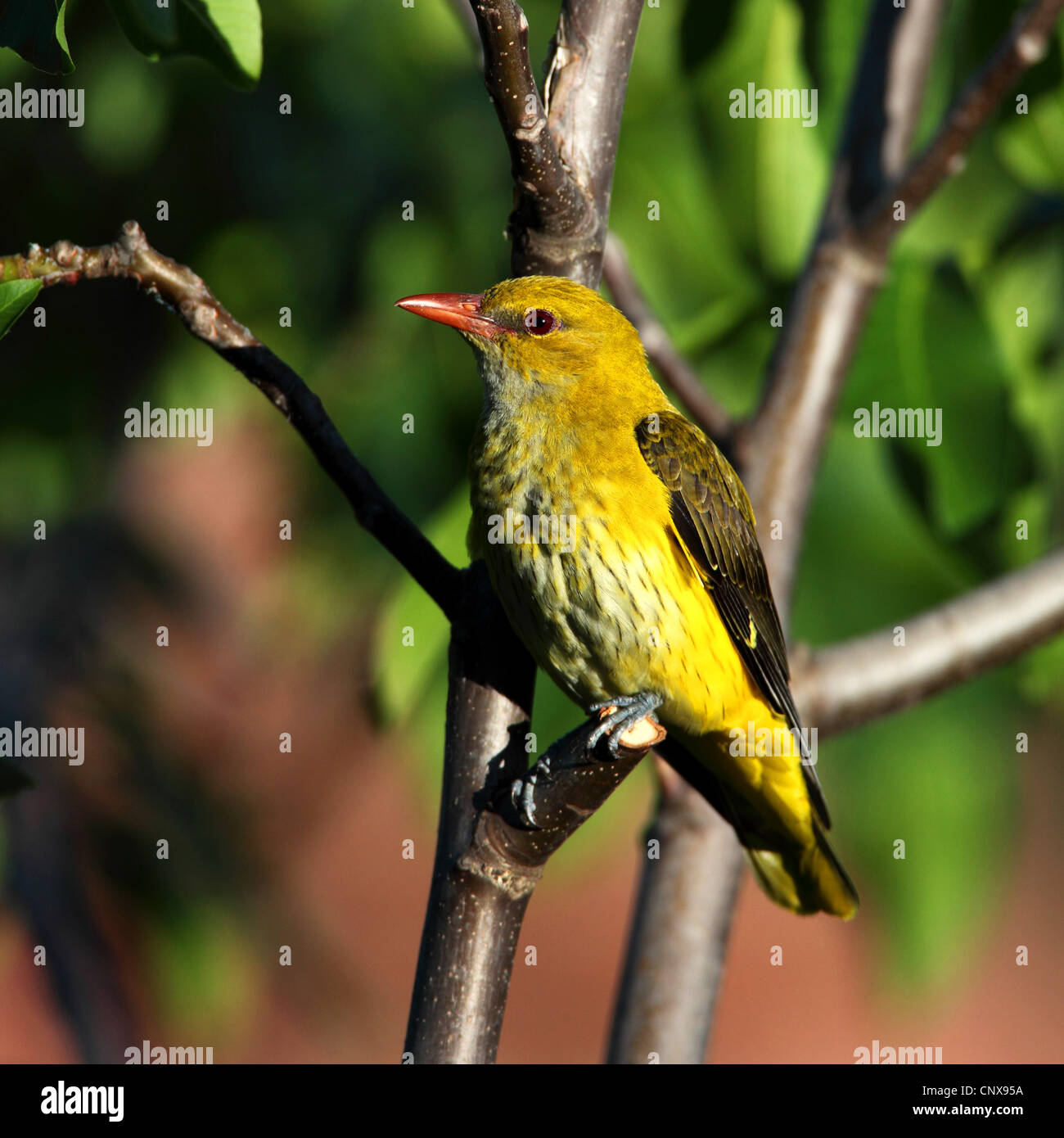 Golden oriole oriolus oriolus on Fotos und Bildmaterial in hoher