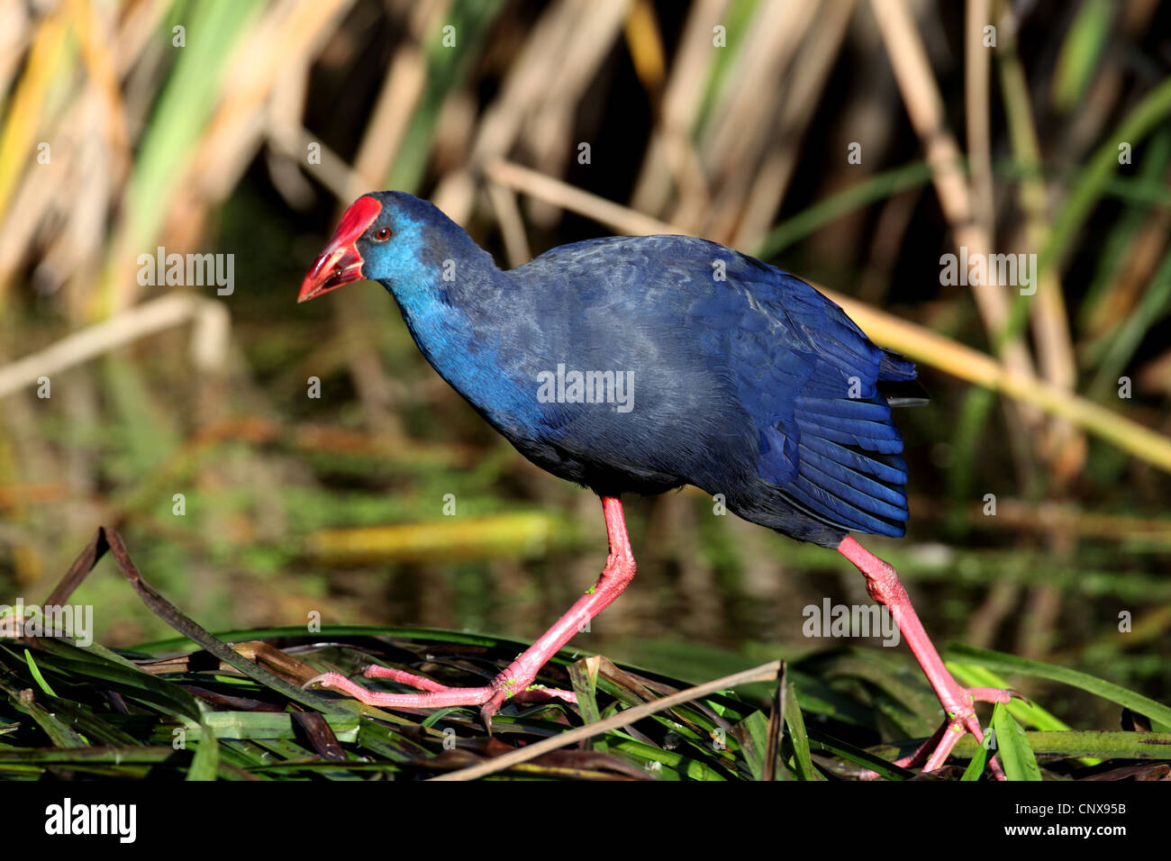 Purpurhuhn (Porphyrio Porphyrio), zu Fuß auf der Uferpromenade, Spanien, Coto De Donana Nationalpark Stockfoto