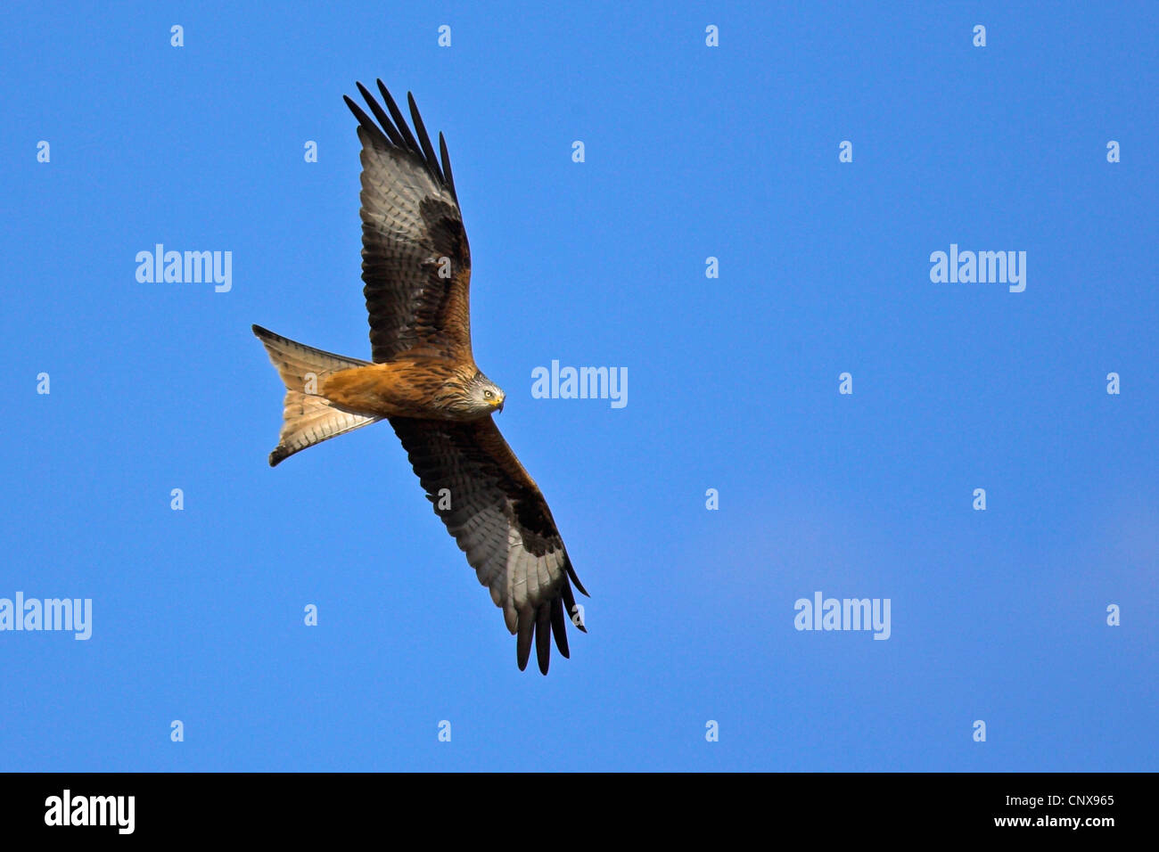 Rotmilan (Milvus Milvus), fliegen, Spanien, Extremadura Stockfoto