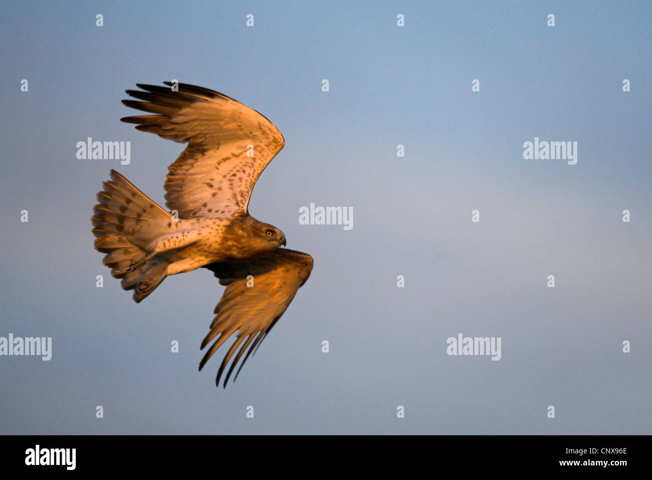 Schlangenadler (Circaetus Gallicus), fliegen, Spanien, Coto De Donana Nationalpark Stockfoto