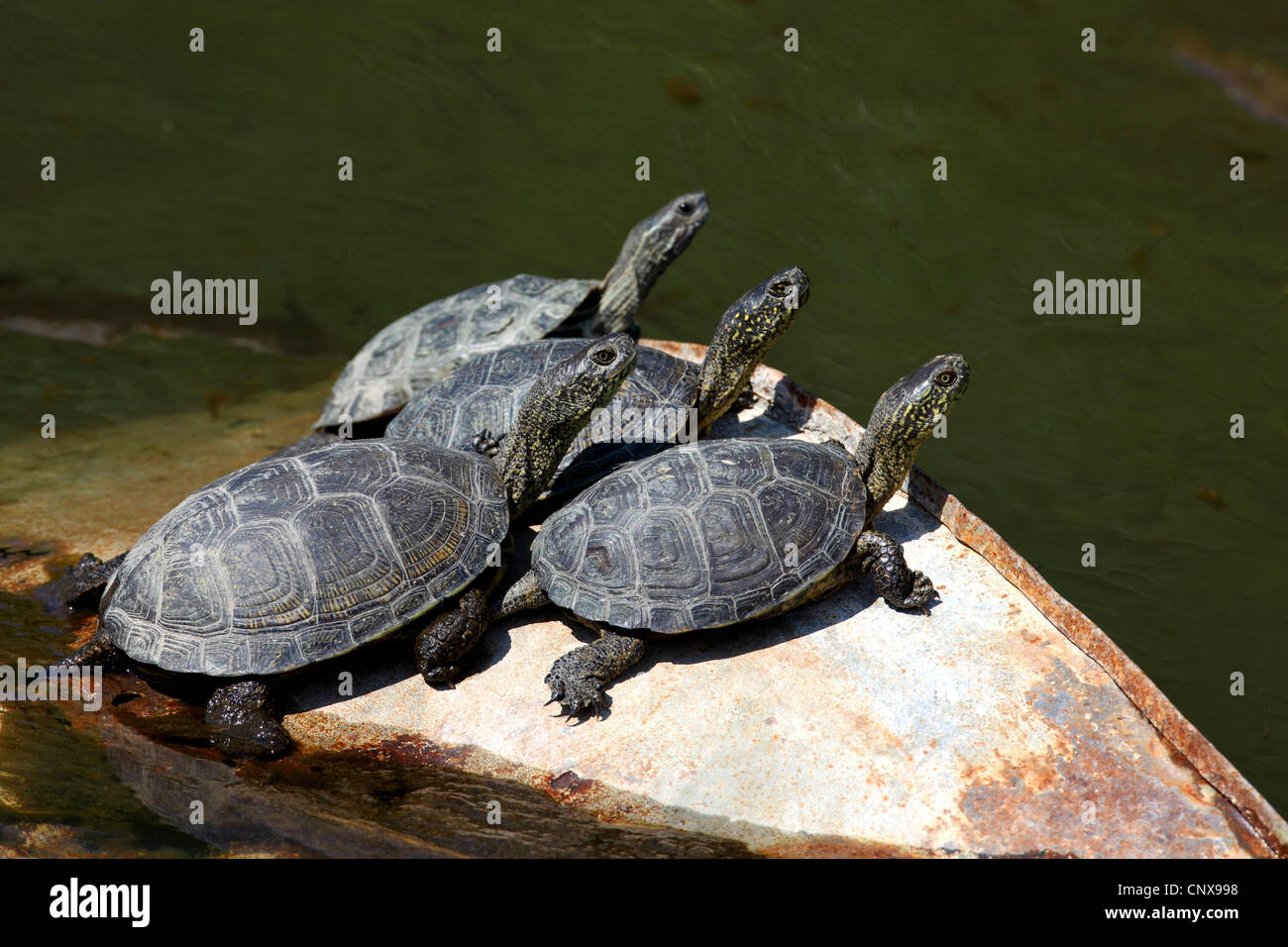 Europäische Sumpfschildkröte, Europäische Sumpfschildkröte, europäischer Teich Schildkröte (Emys Orbicularis), Gruppe auf eine Uferpromenade, Griechenland, Lesbos Stockfoto