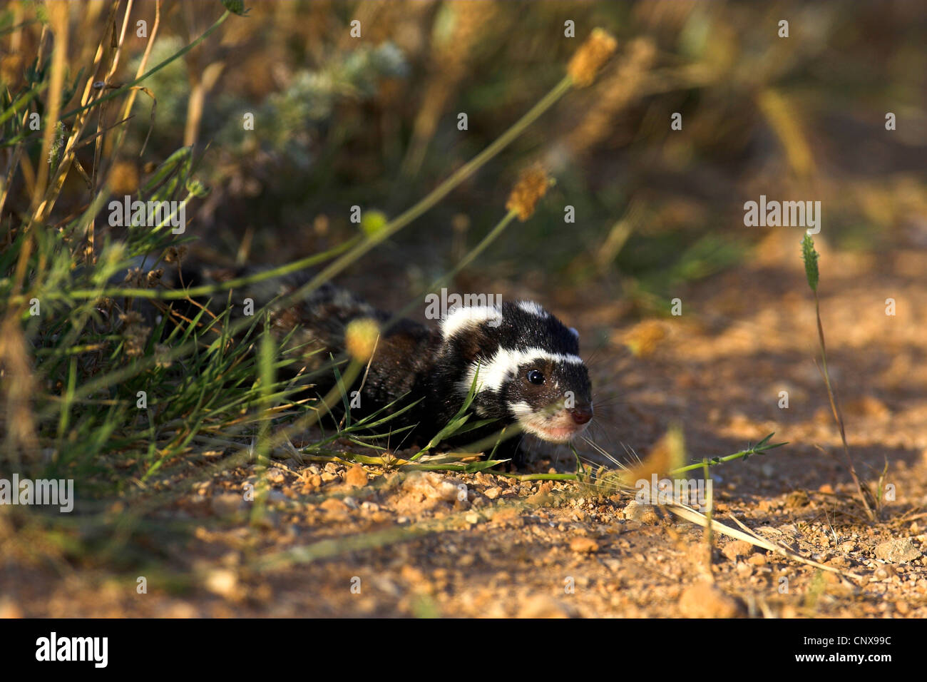 marmorierte Iltis (Vormela Peregusna), aus seinem Rückzug, Bulgarien Stockfoto