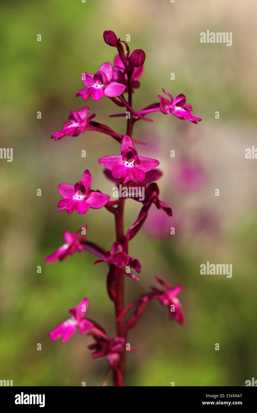 vier vor Ort Orchis (Orchis Quadripunctata), Blütenstand, Griechenland, Lesbos Stockfoto
