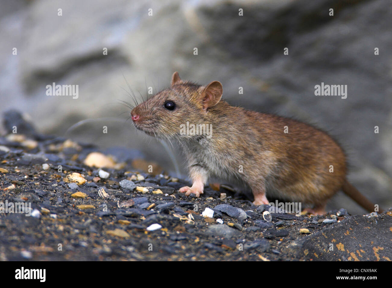 braune Ratte, Commo braune Ratte, Norwegen Ratte, gemeinsame Ratte (Rattus Norvegicus), schnüffeln, Spanien Huelva Stockfoto