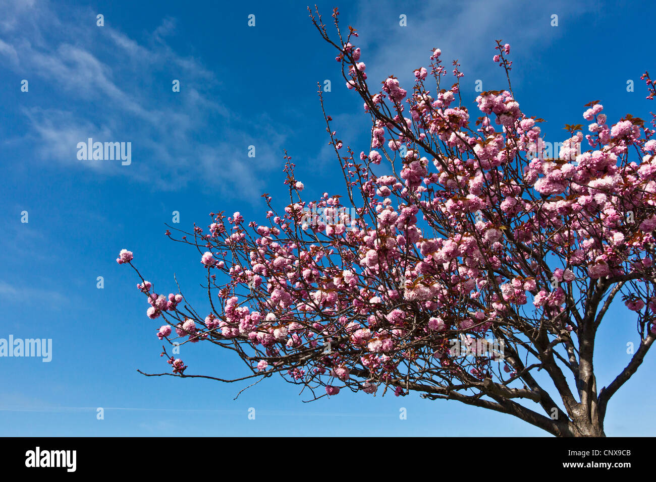 Ein Kwanzan verschiedene blühende Kirschbäume Baum vor blauem Himmel mit leichten Wolken an der San Leandro Marina Bucht von San Francisco. Stockfoto