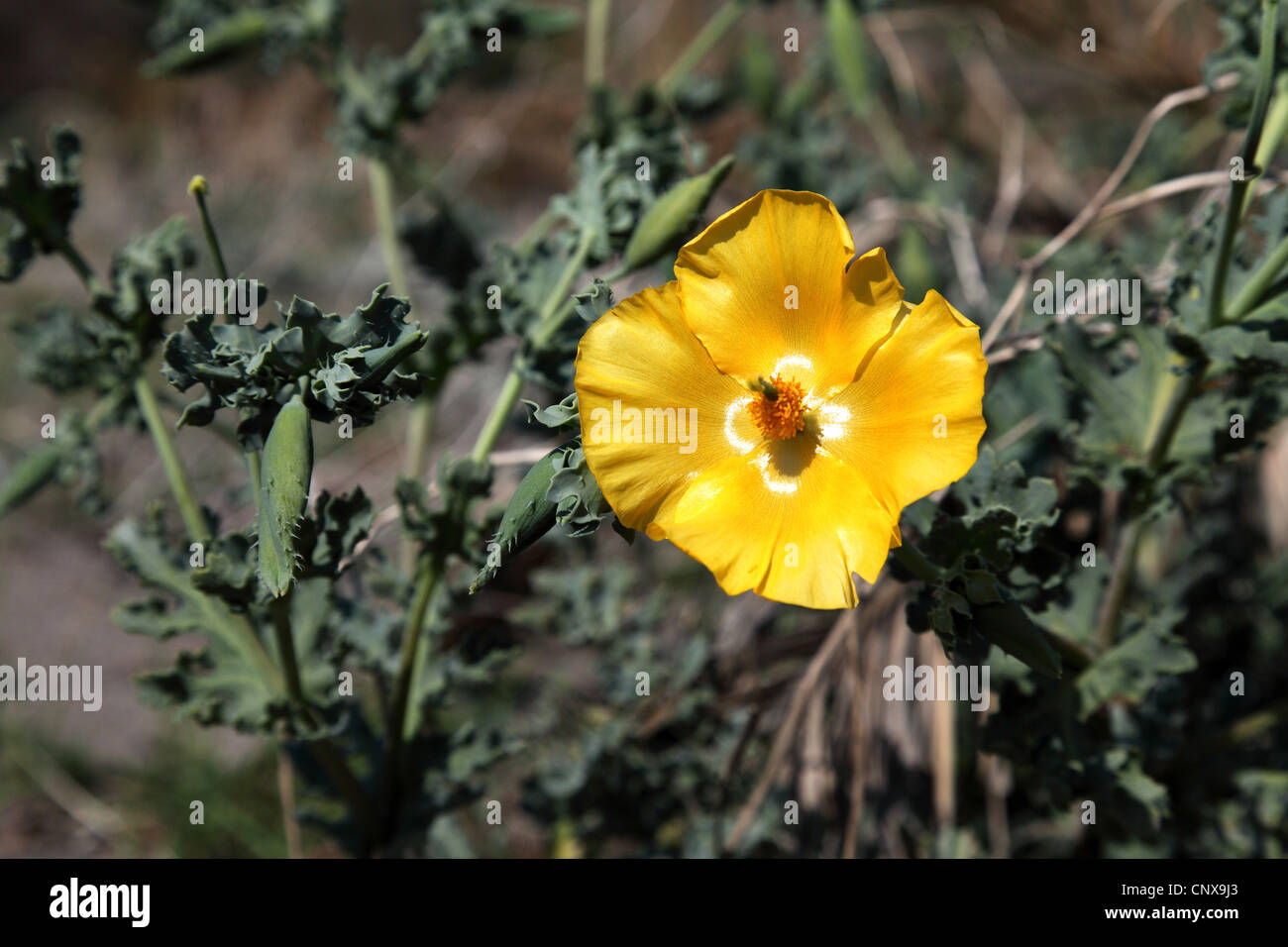 gelbe gehörnten Mohn, gehörnten Mohn (Glaucium Flavum), Blume, Griechenland, Lesbos Stockfoto