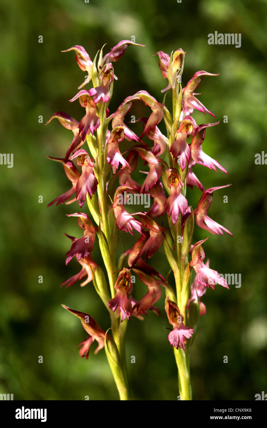 das Land Kanaan Orchis (Orchis Sancta), Blütenstände, Griechenland, Lesbos Stockfoto