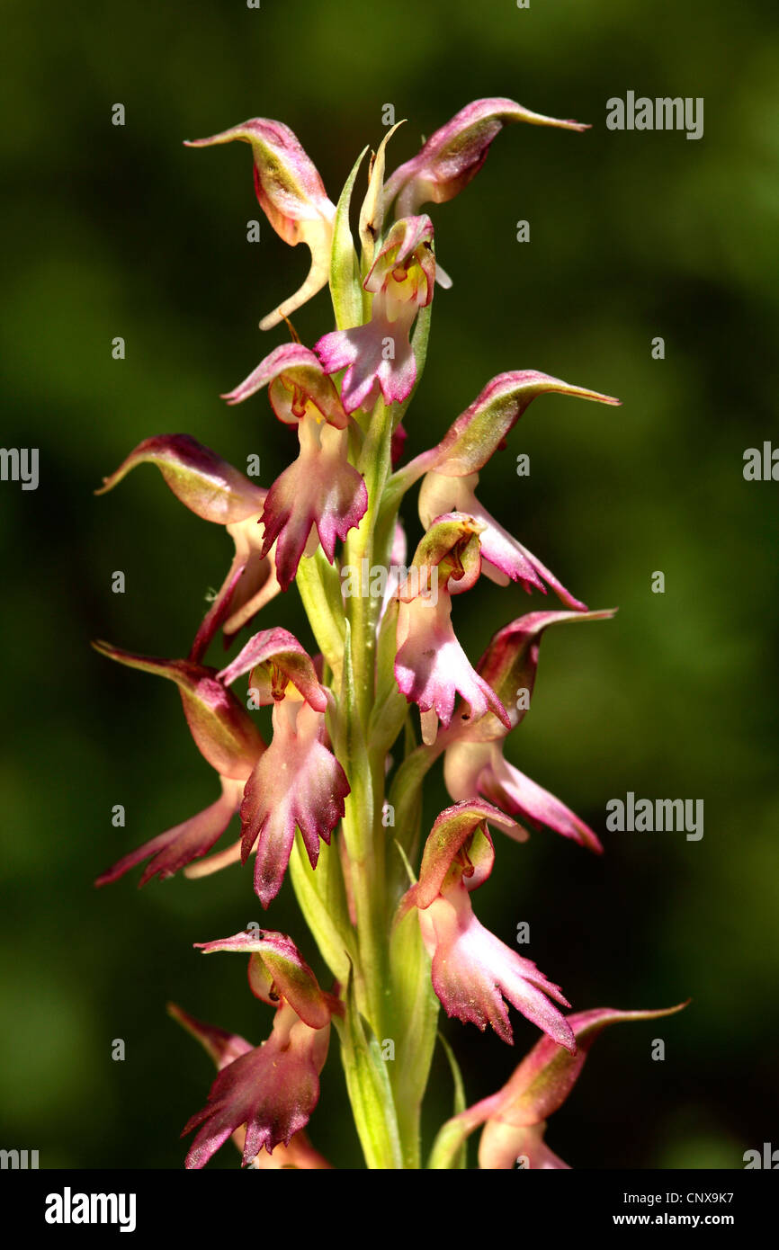 das Land Kanaan Orchis (Orchis Sancta), Blütenstand, Griechenland, Lesbos Stockfoto