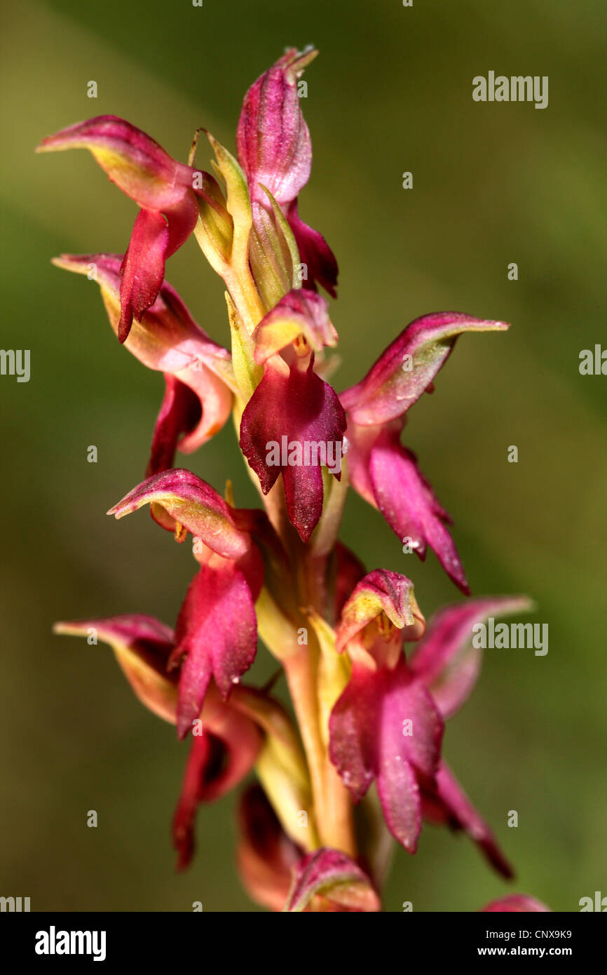 das Land Kanaan Orchis (Orchis Sancta), Blütenstand, Griechenland, Lesbos Stockfoto