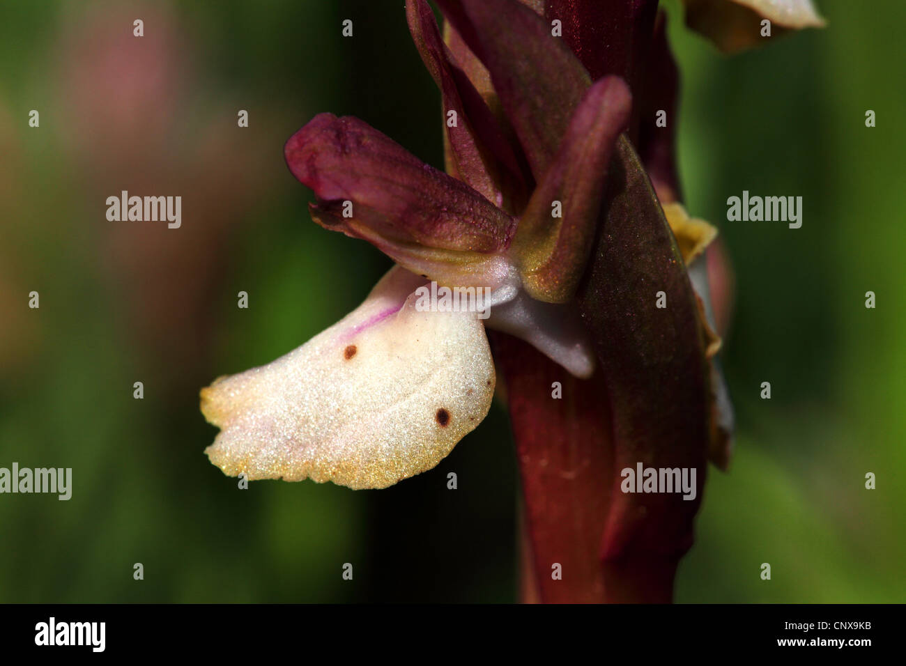 Orchis Collina (Orchis Collina), Blume, Griechenland, Lesbos Stockfoto