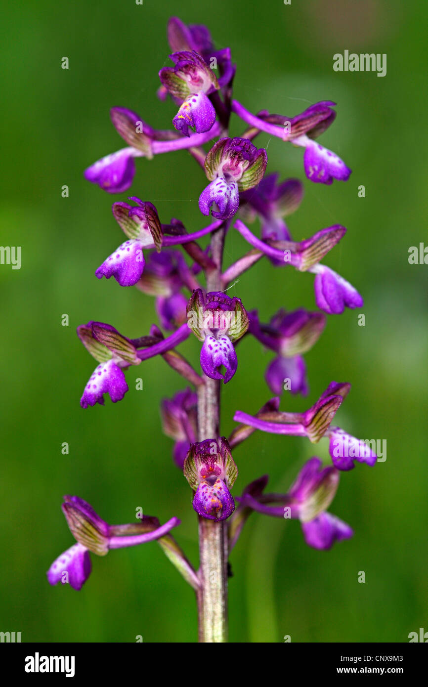 Green-winged Orchid, grün-winged Wiese Orchidee (Orchis Morio), Blütenstand, Griechenland, Lesbos Stockfoto