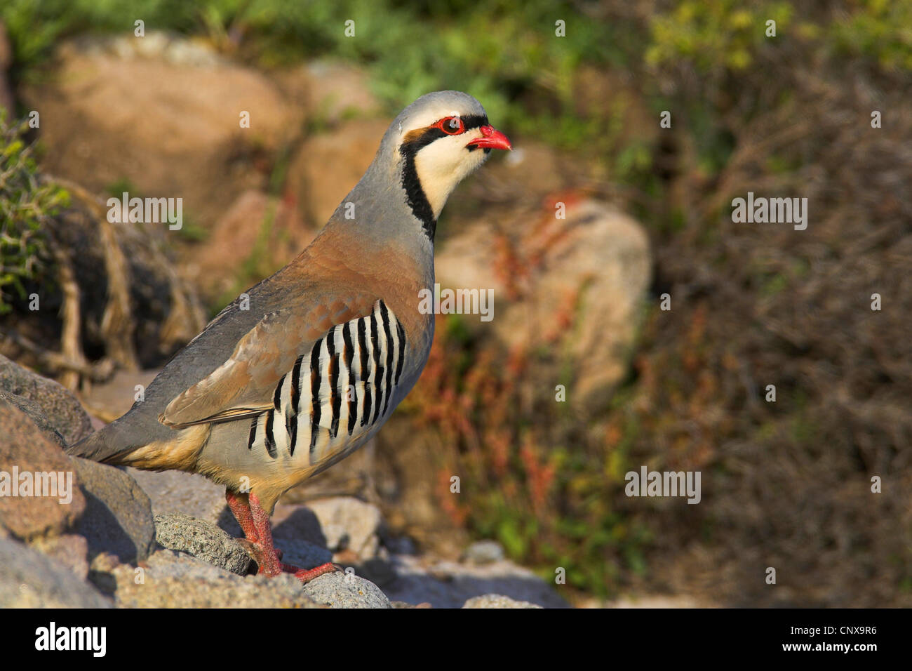 Chukar Rebhuhn Alectoris Chukar Mannlich Griechenland Lesbos Stockfotografie Alamy