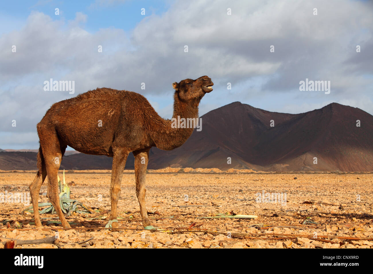 Dromedar, einen buckligen Kamel (Camelus Dromedarius), Schleifen in trockene Landschaft, Kanarischen Inseln, Fuerteventura, Tiscamanita Stockfoto