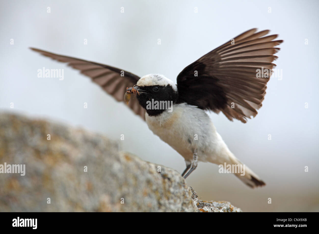 Trauerschnäpper Steinschmätzer (Oenanthe Pleschanka), männliche Landung auf einem Felsen mit einer Gefangenen Spinne im Schnabel, Bulgarien Stockfoto