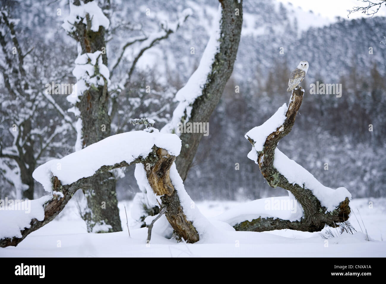 Schleiereule (Tyto Alba), sitzen in winterlichen Landschaft auf abgestorbenem Holz, Großbritannien, Schottland, Cairngorm National Park Stockfoto