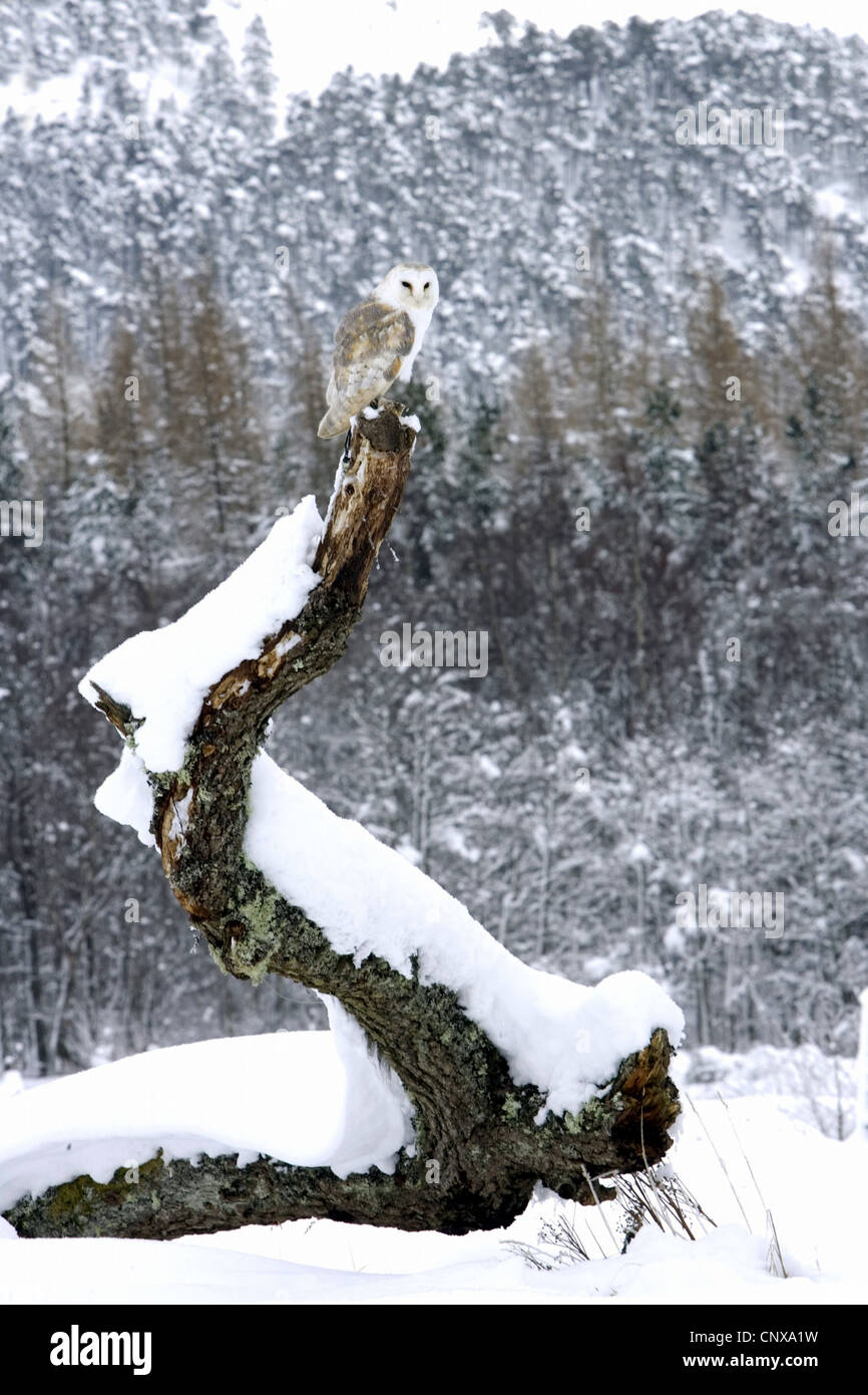 Schleiereule (Tyto Alba), sitzen auf Outlook im Winter Landschaft, Großbritannien, Schottland, Cairngorm National Park Stockfoto