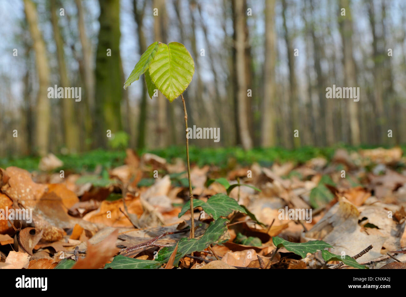 Rotbuche (Fagus Sylvatica), sprießen, Deutschland Stockfoto